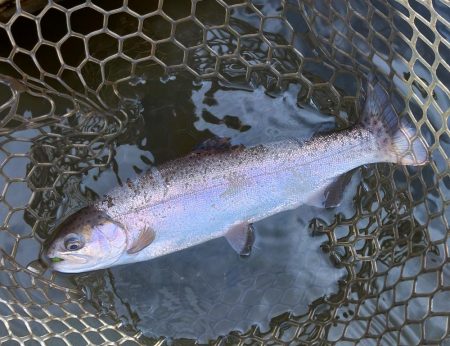 ボトム狙いで好調続く大安トラウトレイク